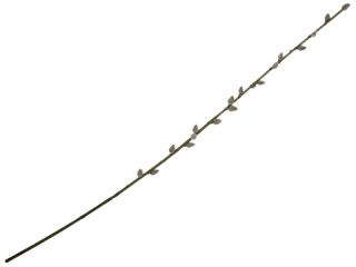Weidenkätzchen-Zweig 102cm