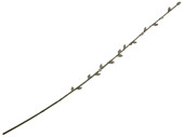 pussy willow branch 102cm