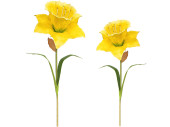 daffodil in diff. sizes