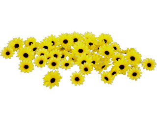 Margeriten-Streublüten Heidi 48 St gelb, Ø 7,5+5,5cm