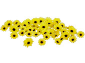 Margeriten-Streublüten Heidi 48 St gelb, Ø...