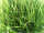plaque de gazon herbe longue petit vert, 13 x 13 x 14cm