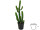 Fingerkaktus H 98cm getopft