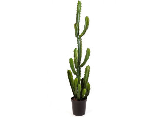 Fingerkaktus H 136cm getopft