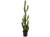 Fingerkaktus H 136cm getopft