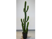 Fingerkaktus H 136cm getopft