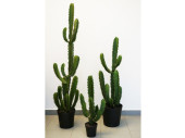 Fingerkaktus H 136cm getopft