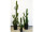 Fingerkaktus H 136cm getopft