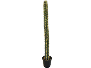 Säulenkaktus H 173cm getopft