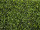 box tree panel green in diff. sizes