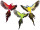 parrot "Lara" flying 60 x 55cm in diff. colors