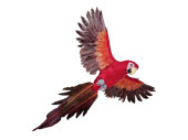 perroquet "Lara" volant rouge 60 x 55cm
