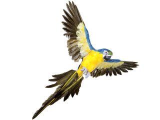 perroquet "Lara" volant bleu 60 x 55cm
