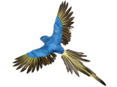 perroquet "Lara" volant bleu 60 x 55cm