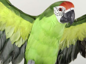 perroquet "Lara" volant vert 60 x 55cm