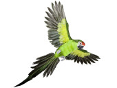 parrot "Lara" flying green 60 x 55cm