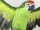 parrot "Lara" flying green 60 x 55cm