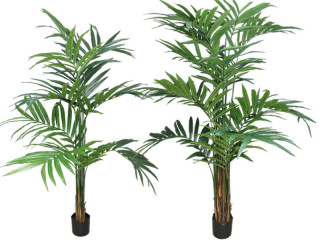 palmier kentia en pot en diff. tailles