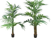Kentia palm green in pot in diff. sizes