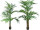 palmier kentia en pot en diff. tailles
