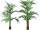 Kentia-Palme grün getopft in versch. Grössen