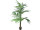 Kentia palm green in pot h 210cm