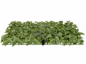 Efeuplatte XL grün 78 x 52 x H 8cm, 222 Blätter