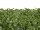 Efeuplatte XL grün 78 x 52 x H 8cm, 222 Blätter