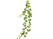 Efeugirlande Natural 180cm grün-weiss, 98...