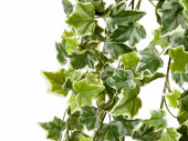 Efeuhänger Natural 180cm grün-weiss, 423 Blätter 3,5-6,5cm