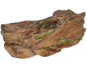 Edelholz-Stück mit Moos. braun, B 39 x T 15 x H 13cm