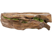 Edelholz-Stück mit Moos. braun, B 39 x T 15 x H 13cm