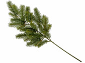 Tannenzweig Nordmann 28 Tips grün, L 65 x B 30 cm