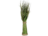 reed grass bunch green