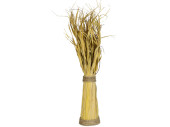 reed grass bunch yellow