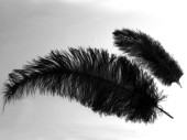 ostrich feathers black in diff. lengths