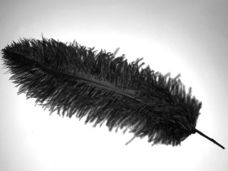 Straussenfeder schwarz 25 - 30cm
