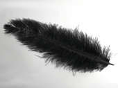 ostrich feathers black 25 - 30cm