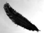 Straussenfeder schwarz 50 - 60cm
