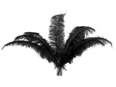 ostrich feathers black 50 - 60cm