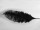 plume dautruche noir 50 - 60cm