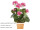Geraniumbusch pink zum Stecken H 33cm, 37 Blätter, 6 Blüten (ohne Topf)