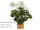 Geraniumbusch weiss zum Stecken H 33cm, 37 Blätter, 6 Blüten (ohne Topf)