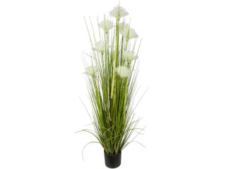 reed grass bush "fan-like blossom" green/white, h 150cm, Ø 70cm potted