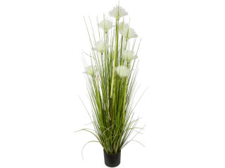 Schilfgrasbusch "Fächerblüte" grün/weiss, H 150cm, Ø 70cm getopft