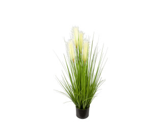 Schilfgrasbusch "lange Blüte" grün/weiss, H 100cm, Ø 50cm getopft