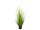reed grass bush "long flower" green/white, h 100cm, Ø 50cm potted
