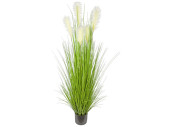 Schilfgrasbusch "lange Blüte"...