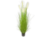 reed grass bush "long flower" green/white, h...