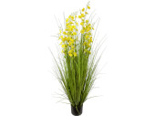 reed grass bush "yellow flower" h 150cm,...